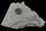 Eldredgeops Trilobite Fossil - New York #164428-1